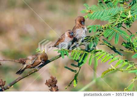 ิBirds,Scaly-breasted Munia (Lonchura punctulata)  30572448