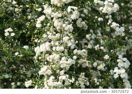 White mock butter flower White mock butter flower 30572872