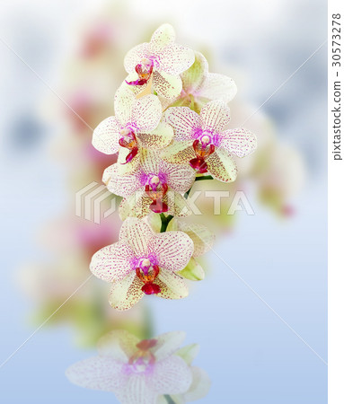 Orchids 30573278