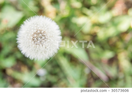 Ripe dandelion on grass background Ripe dandelion on grass background 30573606