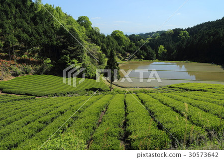 Nara prefecture Yamazoe village tea field and Ippon chestnut 30573642