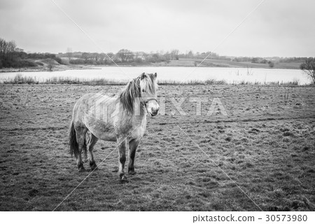 Small horse on a field by a lake 30573980