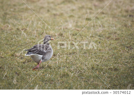 Goose with grey feathers Goose with grey feathers 30574012
