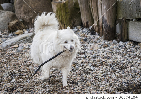 Female samoyed dog playing with a wooden stick 30574104