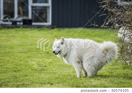 Samoyed dog taking a dump 30574105