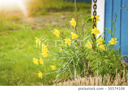 Daffodils in a garden with green grass Daffodils in a garden with green grass 30574106