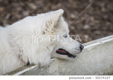Samoyed family dog with fluffy white fur 30574107