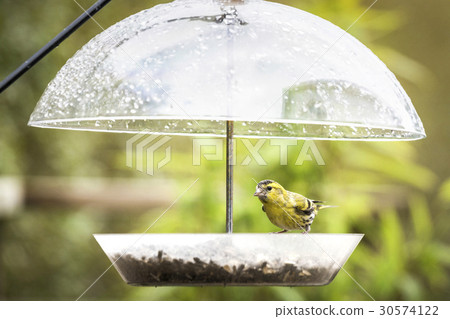 Siskin bird eating food on a rainy day 30574122