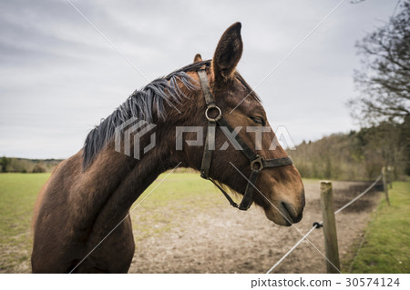 Brown horse with closed eyes 30574124