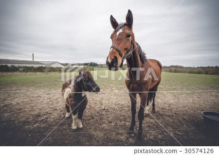 Horse friends on a farm 30574126