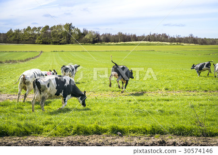 Wild cows enjoy their first time on green grass Wild cows enjoy their first time on green grass 30574146