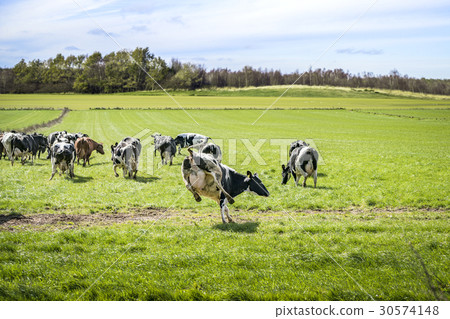 Cows run out on a green meadow 30574148