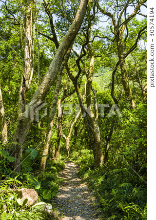 path in green forest 30574194