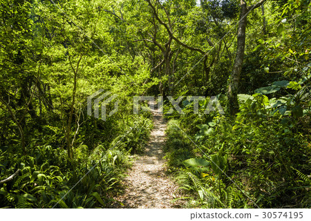 path in green forest 30574195