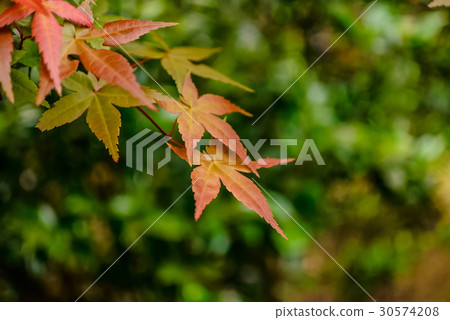 台北奧萬大 楓 台北奧萬大 楓 30574208