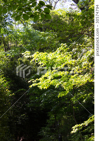 Gakushuin University Forest 30574794