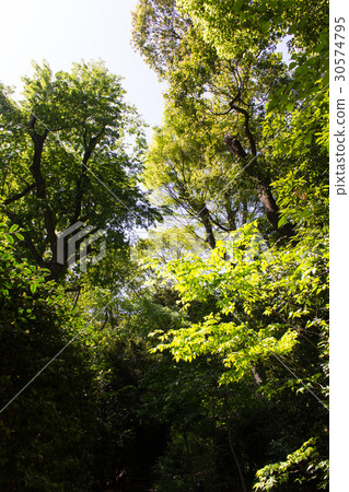 Gakushuin University Forest 30574795