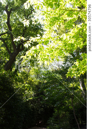 Gakushuin University Forest 30574796