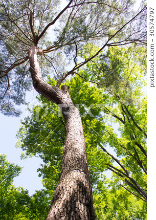 Gakushuin University Forest 30574797