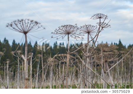 Dried hogweed in the field Dried hogweed in the field 30575029