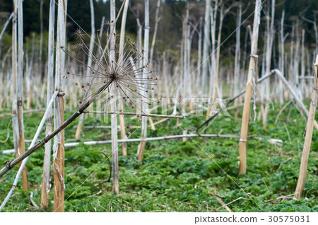 Stems of dried giant cow parsnip 30575031