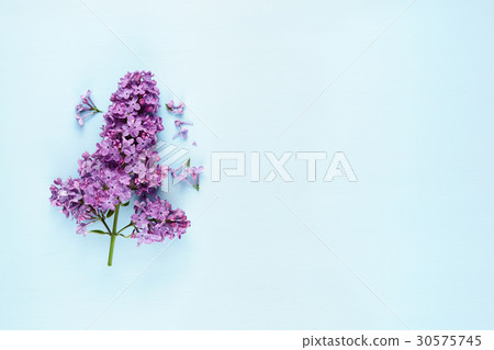 Lilac flowers on blue background Lilac flowers on blue background 30575745