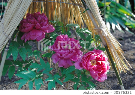 花，牡丹，@上野東照宮，東京 30576321