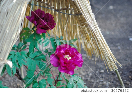 花，牡丹，@上野東照宮，東京 30576322
