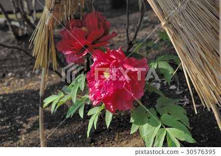Flower, Peony @ Ueno Toshogu Shrine, Tokyo 30576395