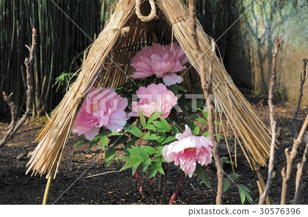 Flower, Peony @ Ueno Toshogu Shrine, Tokyo 30576396