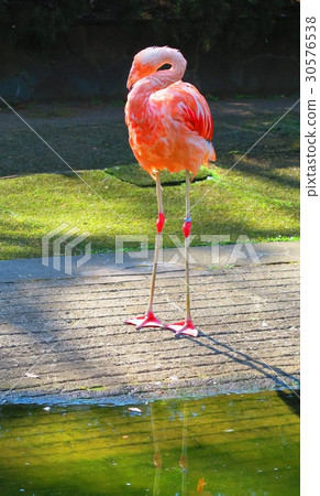 Flamingo at Itabashi Ward Children's Zoo in Tokyo Flamingo at Itabashi Ward Children's Zoo in Tokyo 30576538