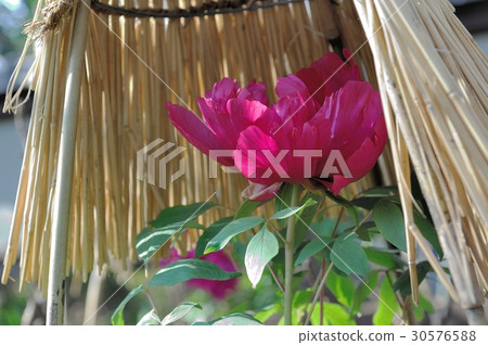 花，牡丹@上野東照宮，東京 30576588