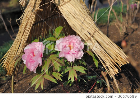 花，牡丹@上野東照宮，東京 30576589