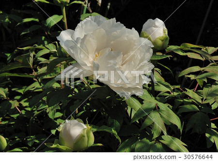 花，牡丹@家園，酒井市 30576644