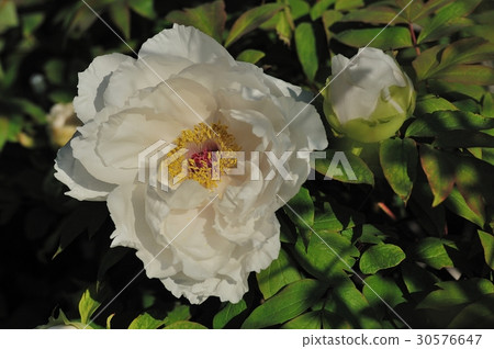 Flower, Peony @ home garden, Sakai city 30576647