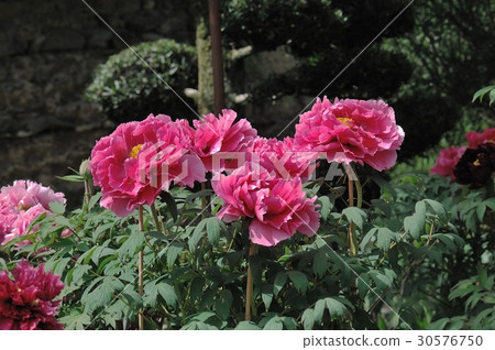 花卉，牡丹@金代植物園，調布市 30576750