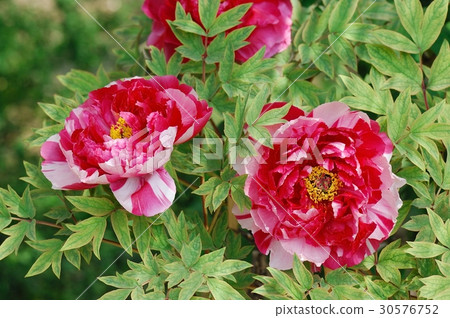 Flower, Peony @ Jindai Botanical Gardens, Chofu City 30576752