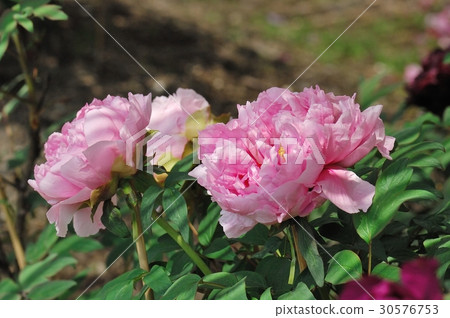 Flower, Peony @ Jindai Botanical Gardens, Chofu City 30576753