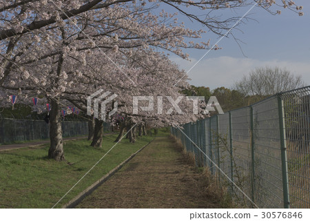鮮花,櫻花@Kakogaya Park,Sakai city 鮮花,櫻花@Kakogaya Park,Sakai city 30576846