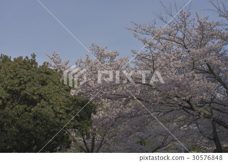 花,櫻桃樹@ Hinoso公園,Sak市 花,櫻桃樹@ Hinoso公園,Sak市 30576848