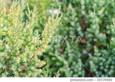 Close-up of juniper needle 30576980