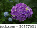 hydrangea   30577031