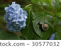 Hydrangea and a snail 30577032
