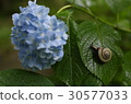 Hydrangea and a snail 30577033
