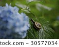 Hydrangea and a snail 30577034