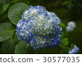 hydrangea   30577035