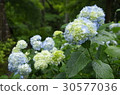 hydrangea   30577036