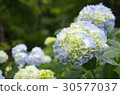 hydrangea   30577037