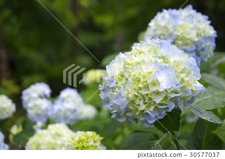 hydrangea hydrangea 30577037