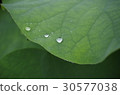 Lotus leaves and water drops 30577038